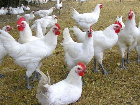 BRESSE TAVUK (FRANSIZ IRKI) Palmiye Gurme